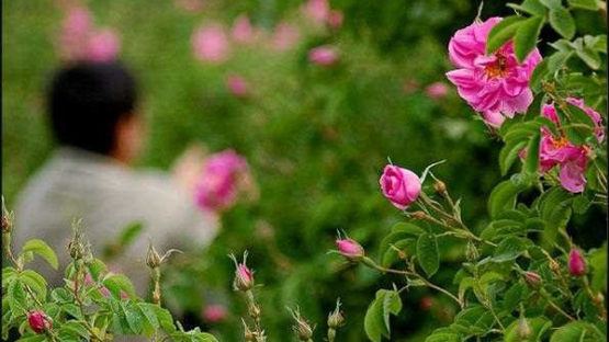 آیین گلاب‌گیری کاشان جهانی شد