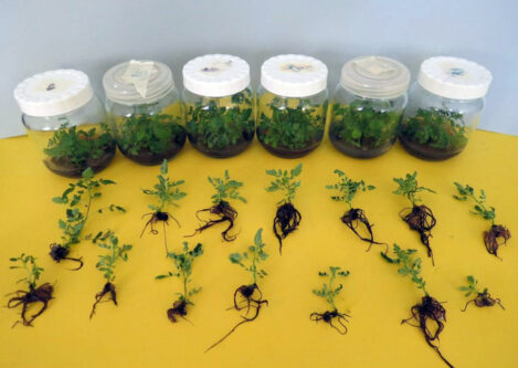 سماق قرمز هوراند براي نخستين‌بار در کشور از طريق کشت بافت به بار نشست