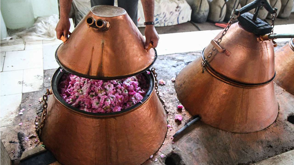 آیین گلاب‌گیری کاشان جهانی شد