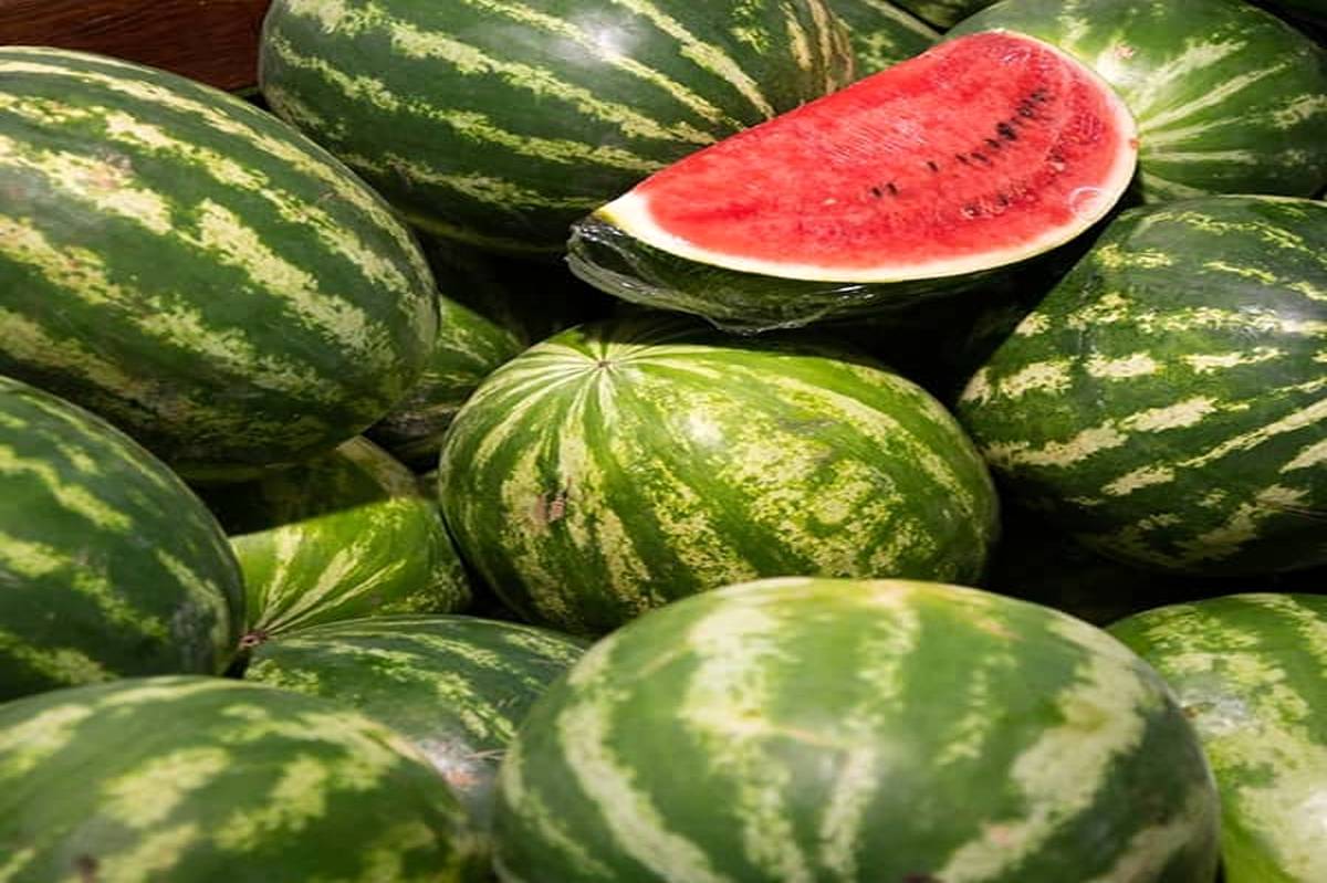 میانگین غلظت نیترات در هندوانه‌های ایران کمتر از ۱۰ میلی‌گرم بر کیلو گرم است