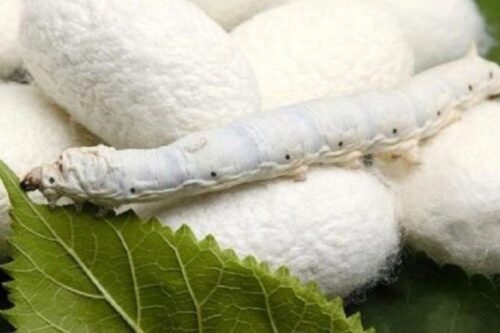 نوغانداری، الگویی موفق برای اشتغالزایی و اقتصاد سبز در روستاها