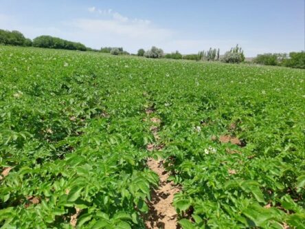 پیشبینی برداشت ۷۹ هزار تن سیبزمینی از مزارع آذربایجان شرقی