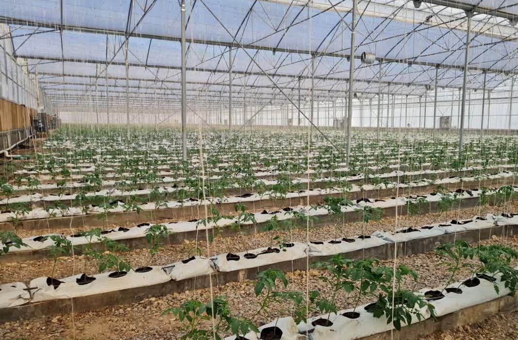آذربایجان شرقی رتبه دوم کشور در توسعه گلخانه‌ها را کسب کرد