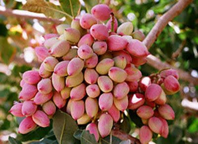 سطح زیرکشت پسته در آذربایجان شرقی از ۳ هزار هکتار گذشت / تولید سالانه ۲ هزار و ۱۱۰ تن