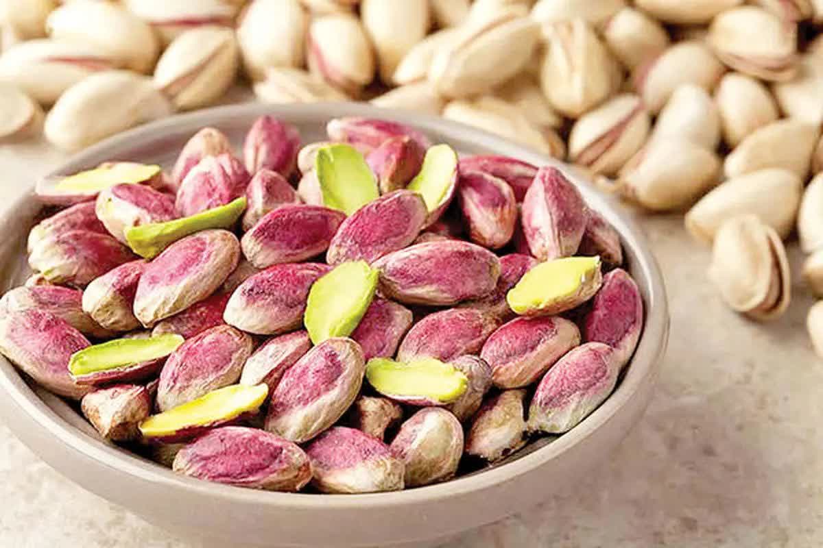 شروع برداشت پسته از باغهای بخش ایلخچی اسکو