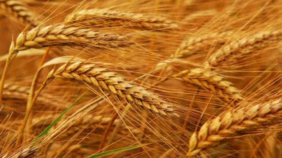 پرداخت قیمت‌ گندم تضمینی خریداری شده در استان آذربایجان شرقی بر اساس کیفیت محصول