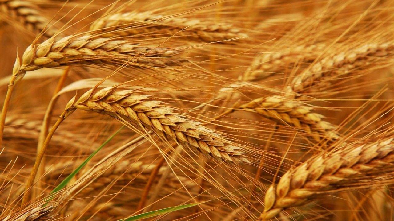 پرداخت قیمت‌ گندم تضمینی خریداری شده در استان آذربایجان شرقی بر اساس کیفیت محصول