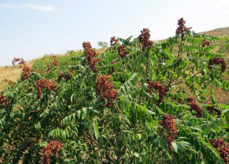 سماق قرمز هوراند براي نخستين‌بار در کشور از طريق کشت بافت به بار نشست