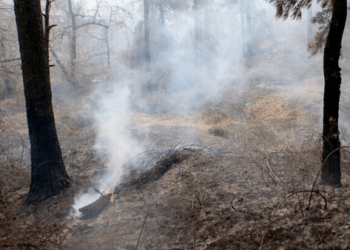 مهار آتش جنگل‌های دیزمار