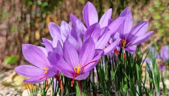 برداشت 1.9 تن زعفران از مزارع شهرستان مرند