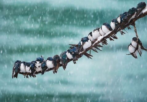 بارش برف و باران/ هشدار کاهش محسوس دما