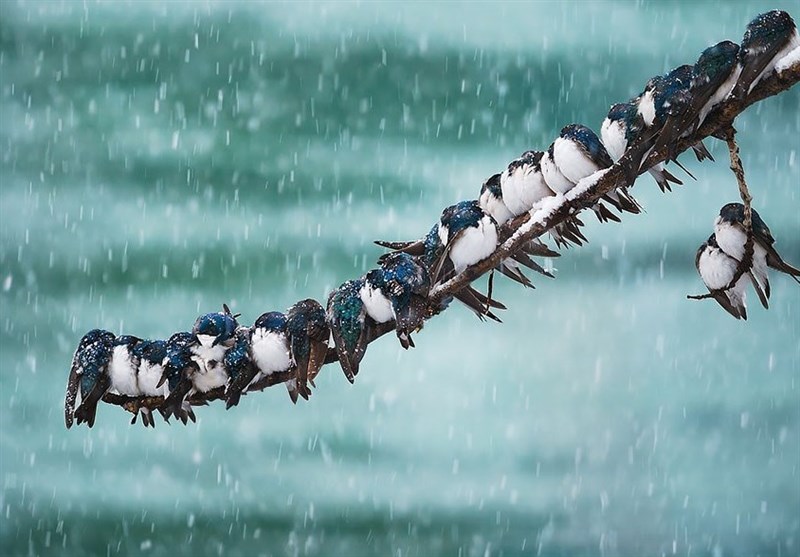 بارش برف و باران/ هشدار کاهش محسوس دما